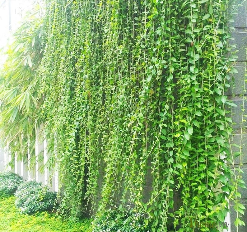 cây leo ban công chung cư