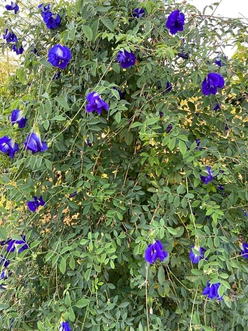 trồng cây leo ban công chung cư