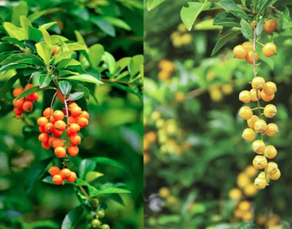 trồng cây leo ban công