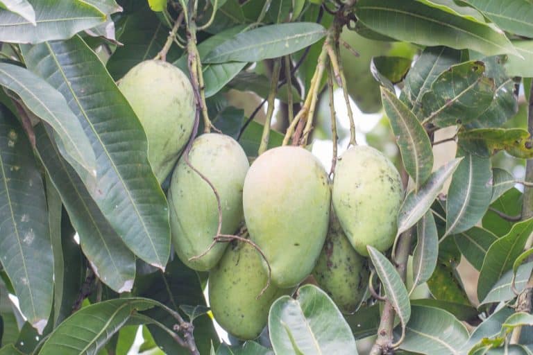 các loại cây chịu nước