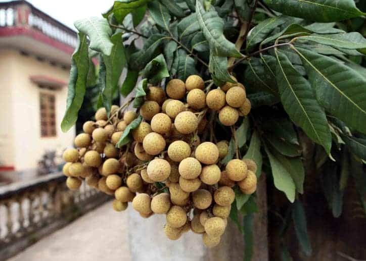 cây ăn quả chịu nước tốt