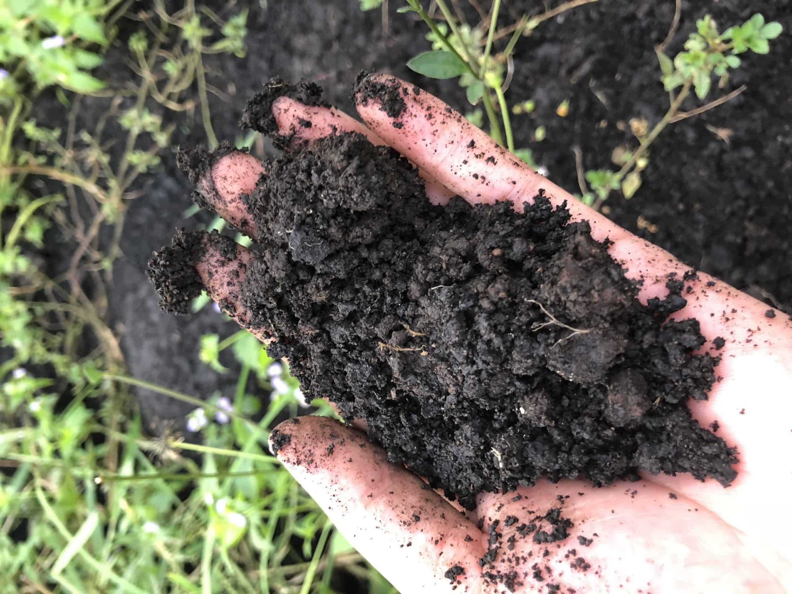 đất trồng cây cảnh