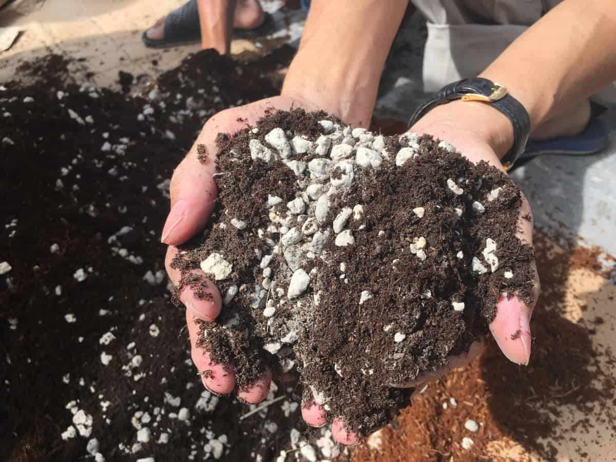 cách trộn đất trồng cây cảnh