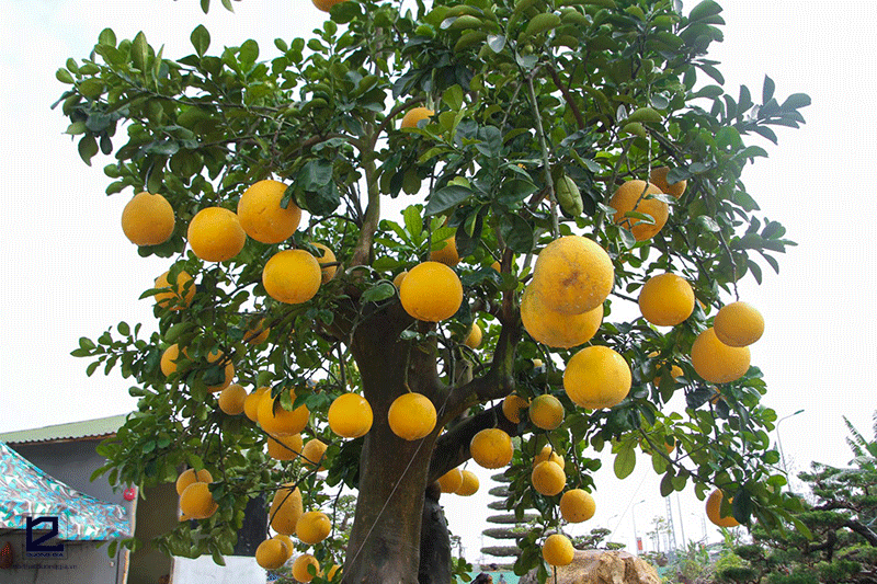 Cây ăn quả bóng mát nên trồng trước nhà