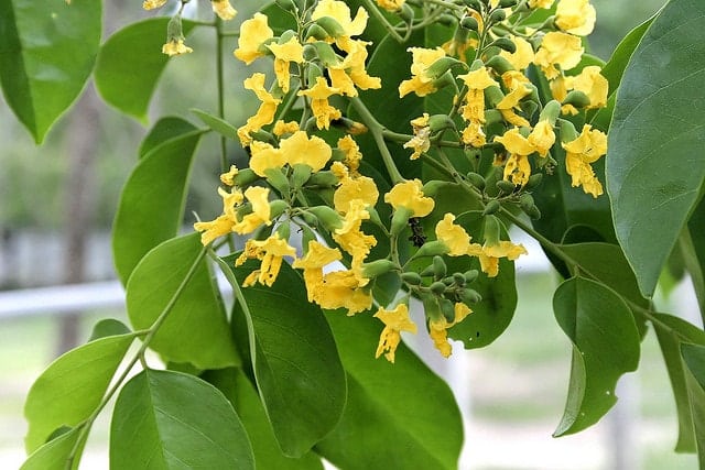 Cây bóng mát trước nhà có hoa