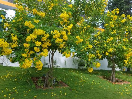 cây bóng mát phong thủy