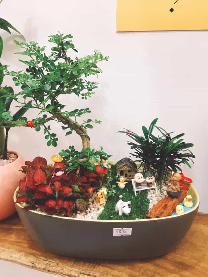 cách chăm sốc cây cần thăng