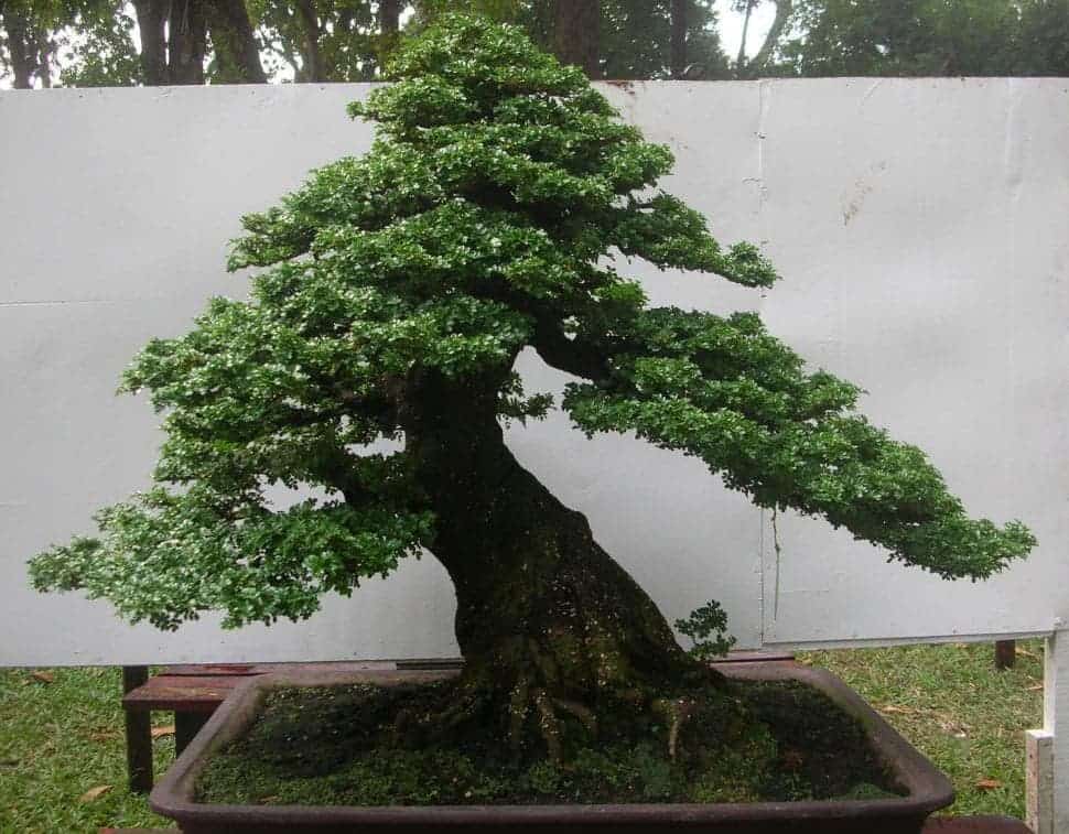 Cách chăm sóc cây Cần Thăng