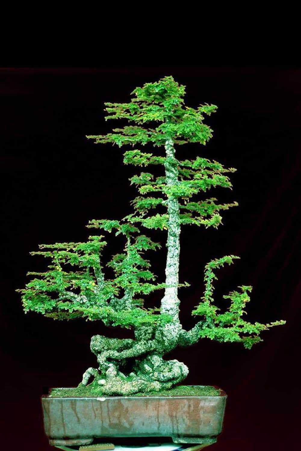 kỹ thuật trồng cây cần thăng