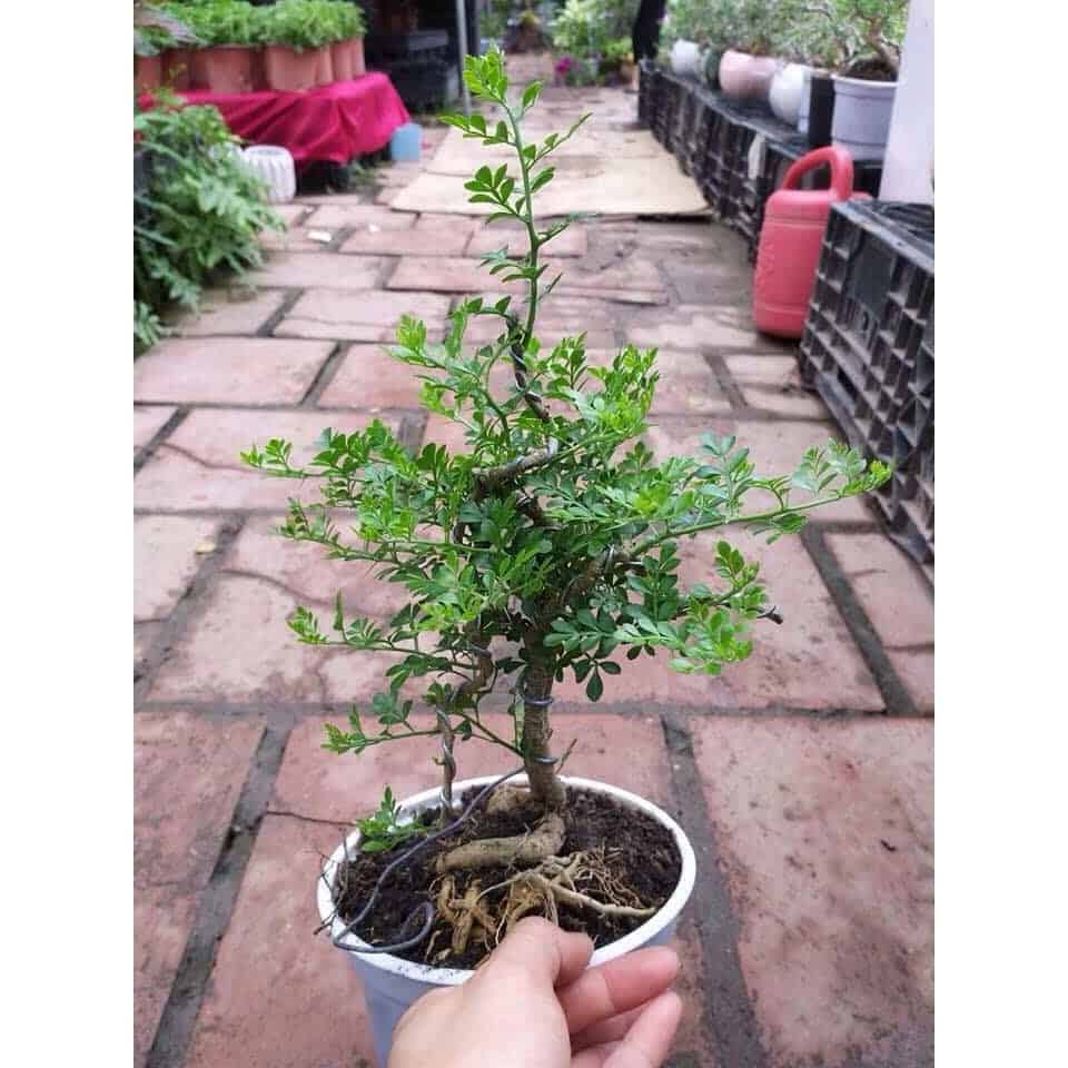 chăm sóc cây cần thăng