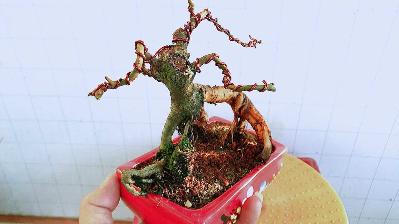 cách tạo dáng cây sung cảnh