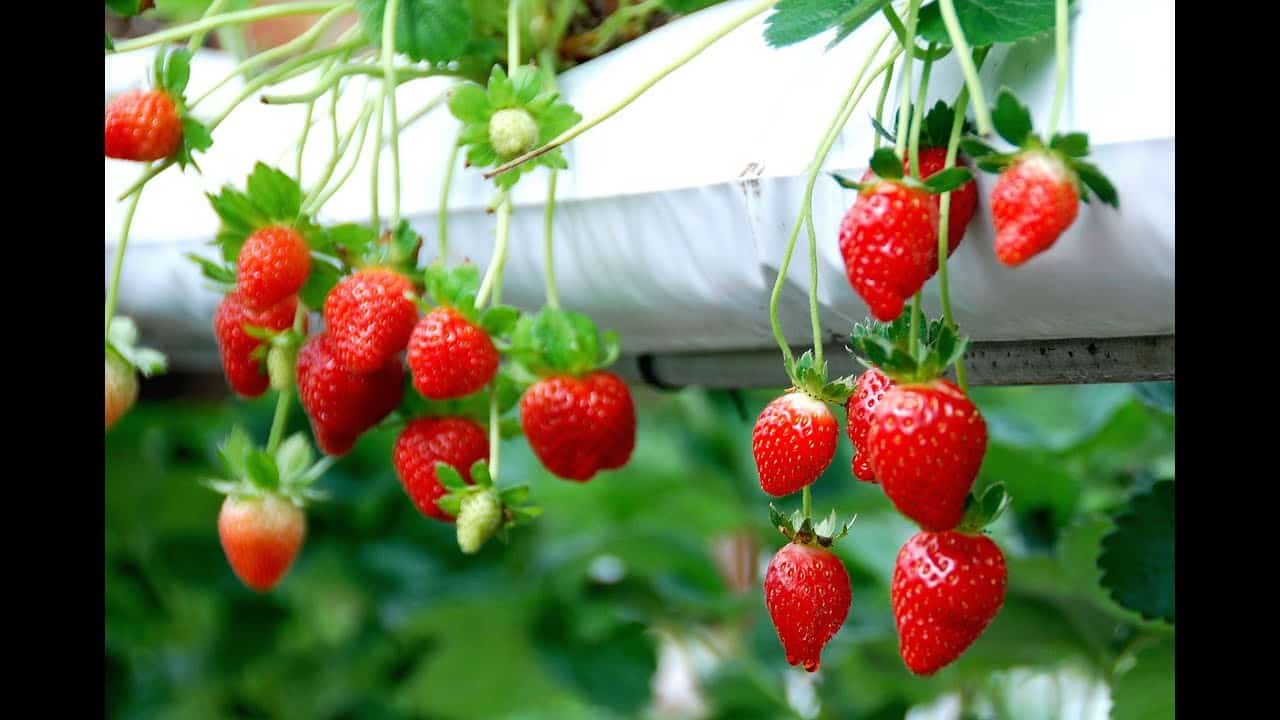 trồng cây dâu tây từ hạt cách trồng cây dâu tây