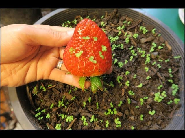 cách trồng dâu tây bằng hạt giống cách trồng dâu tây bằng hạt từ quả