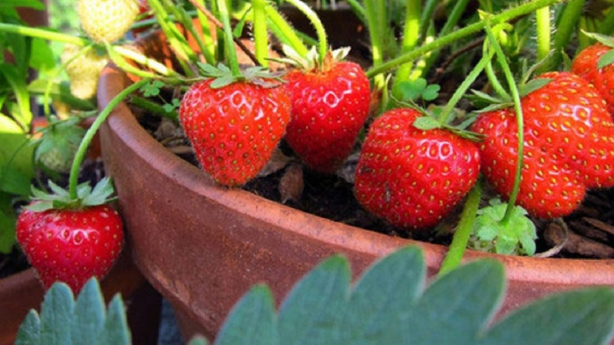 cách trồng cây dâu tây bằng hạt cách trồng cây dâu tây bằng hạt