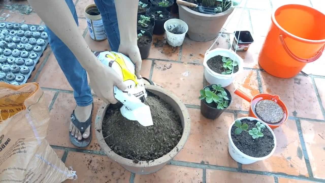 cách trồng cây dâu tây bằng hạt cách trồng cây dâu tây tại nhà