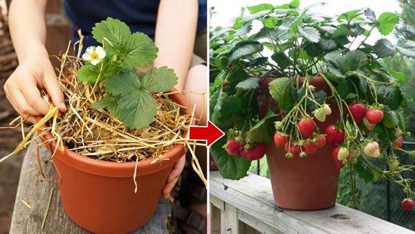 cách trồng dâu tây bằng hạt ở miền bắc cách trồng cây dâu tây