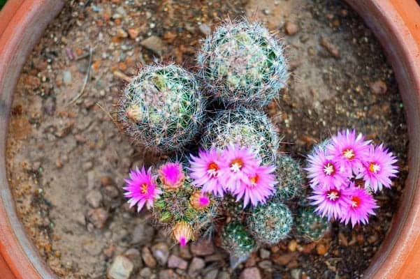 kỹ thuật trồng cây xương rồng ra hoa trồng cây xuong rồng ra hoa