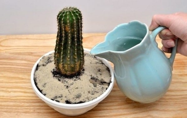 cách trồng xương rồng kỹ thuật trồng xương rồng ra hoa