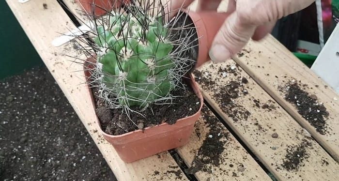 kỹ thuật trồng cây xuong rồng ra hoa kỹ thuật trồng cây xuong rồng ra hoa