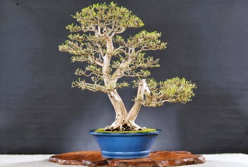 dáng cây Nguyệt quế đẹp mắt cách tạo dáng cây Nguyệt Quế