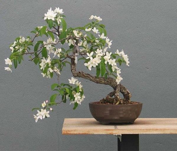 tạo dáng cho cây Nguyệt quế tạo dáng cây Nguyệt Quế