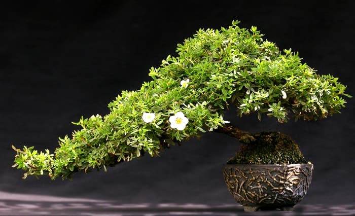 uốn cây sanh dáng thác đổ uốn cây sanh dáng thác đổ