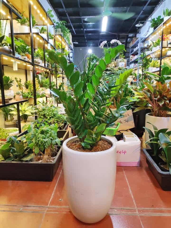 cách chăm sóc cây kim tiền để bàn