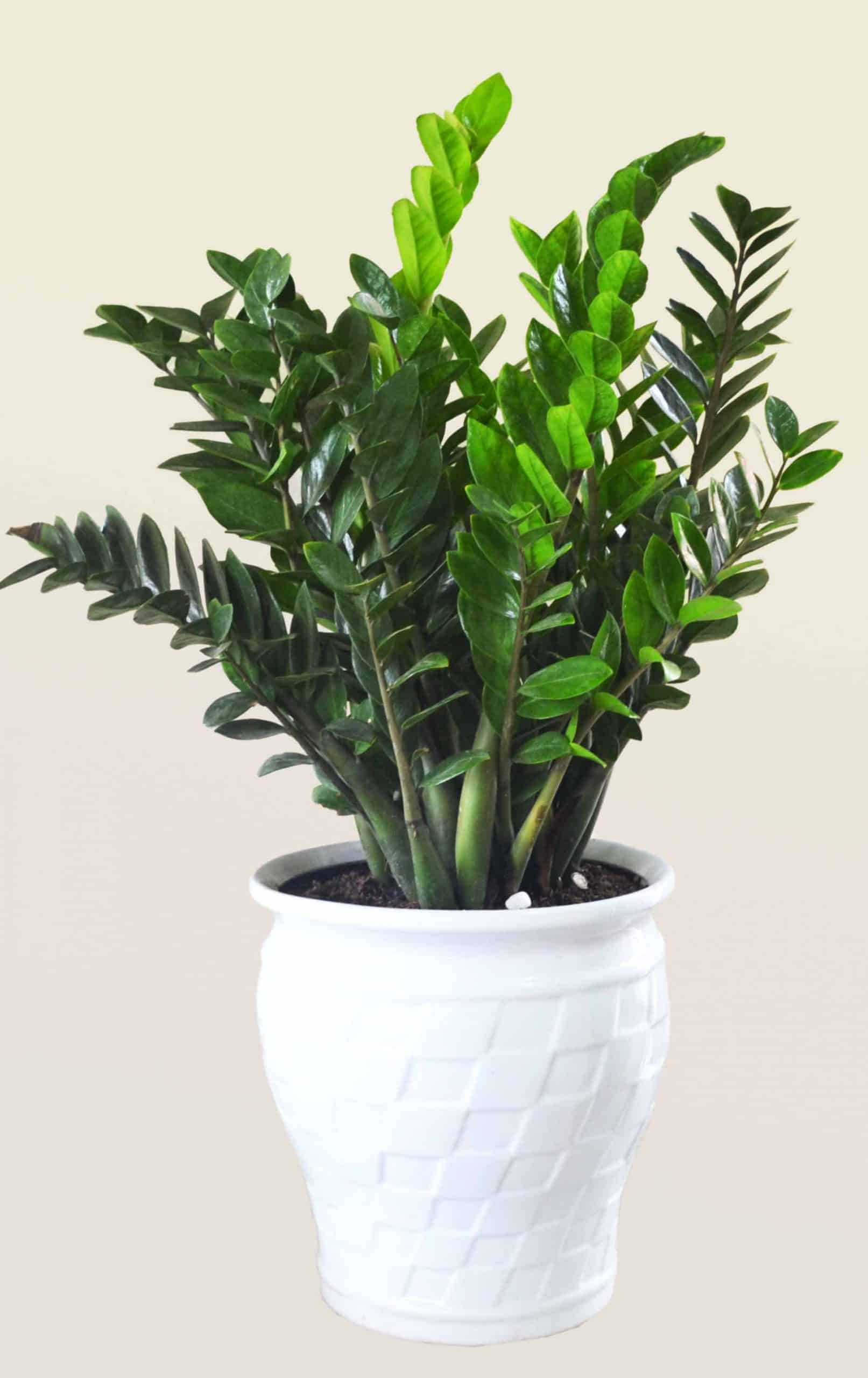 chăm sóc cây kim tiền để bàn