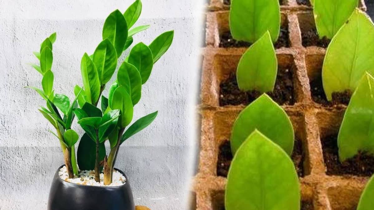 chăm sóc cây kim tiền trong nhà