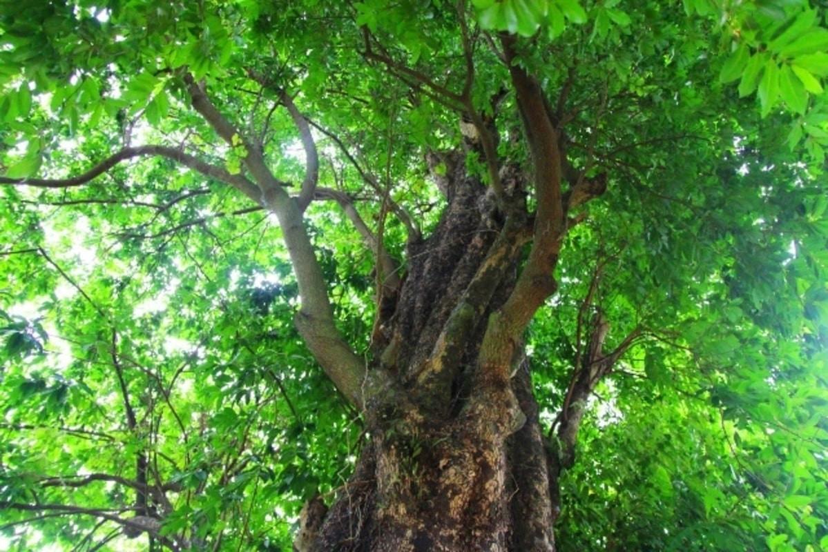 chăm sóc cây xanh đô thị