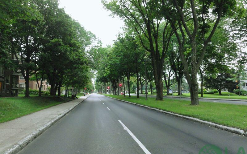 chăm sóc cây xanh đô thị