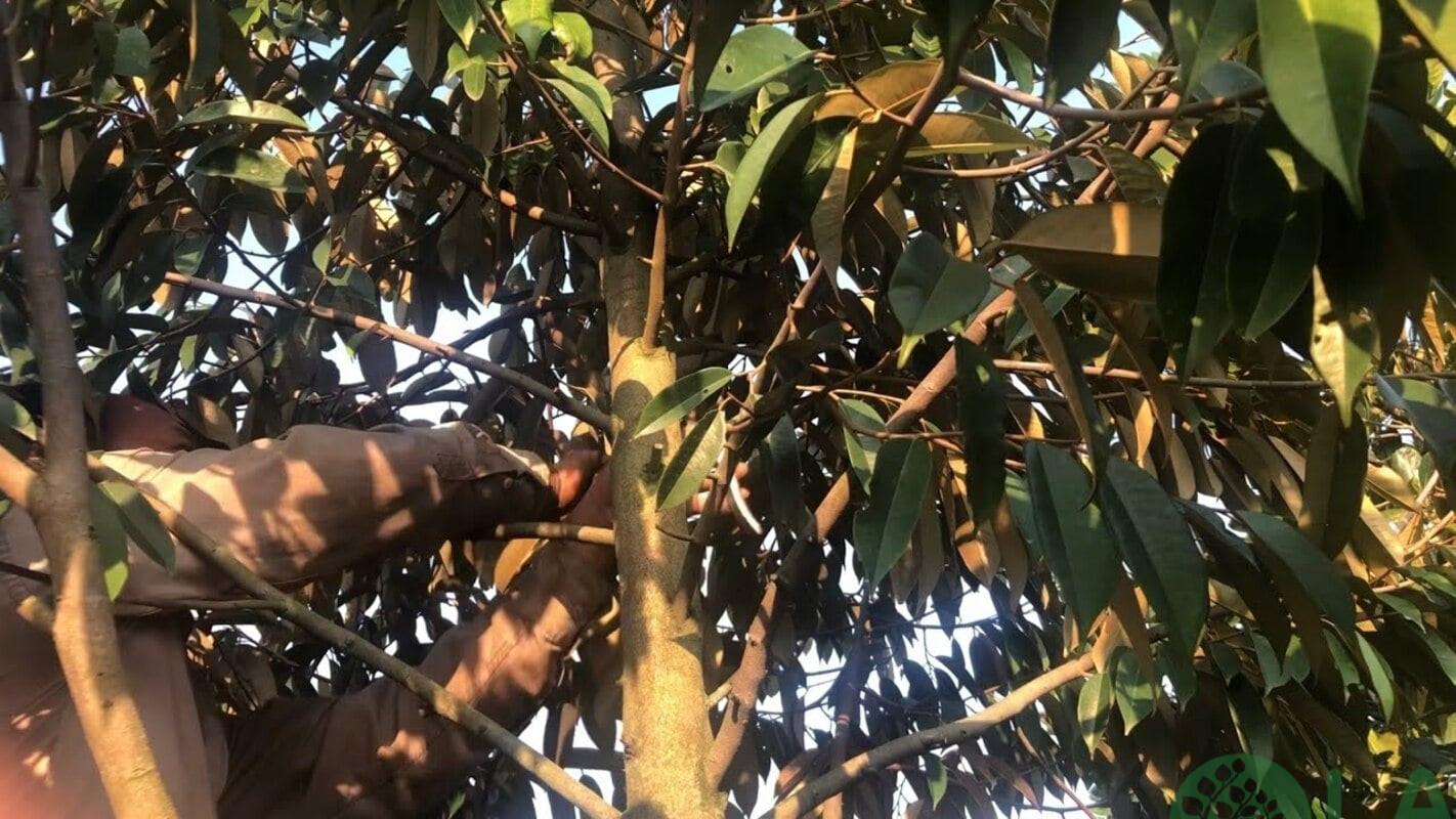 chăm sóc cây xanh đô thị