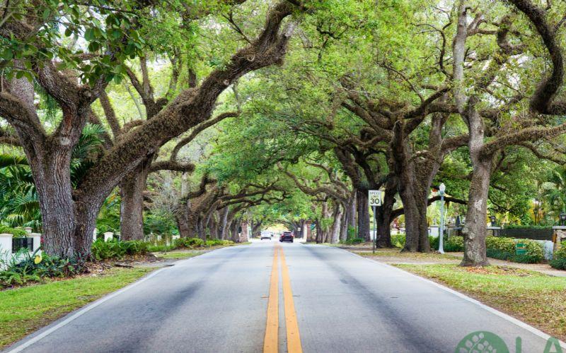 chăm sóc cây xanh đô thị