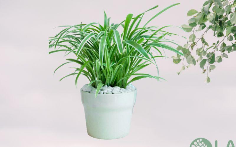 cây cảnh để nhà vệ sinh