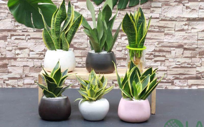 cây cảnh để nhà vệ sinh