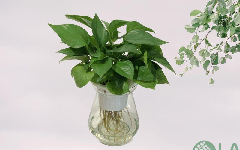 cây cảnh để nhà vệ sinh