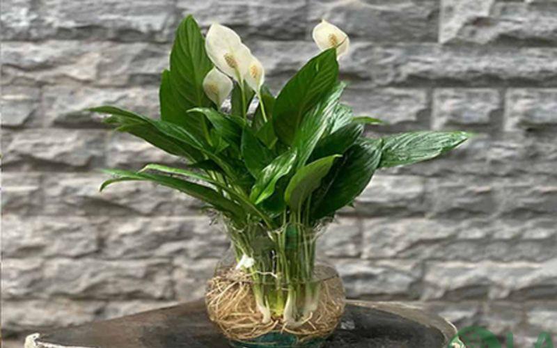 cây cảnh để nhà vệ sinh