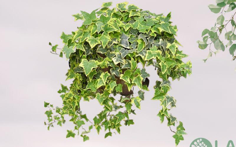 cây cảnh để nhà vệ sinh