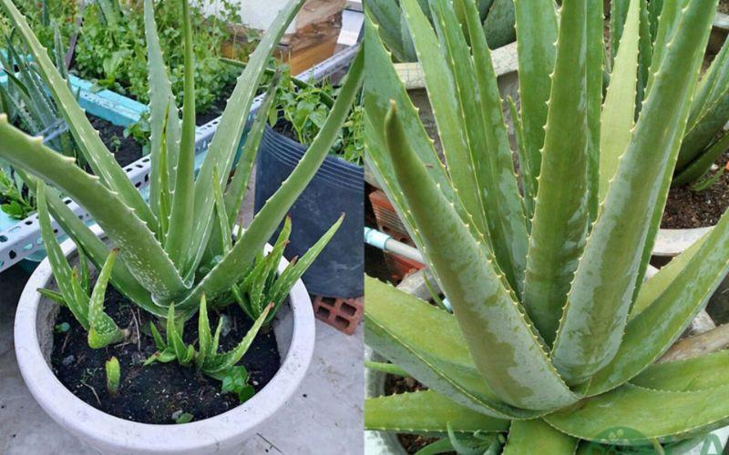 cây cảnh để nhà vệ sinh