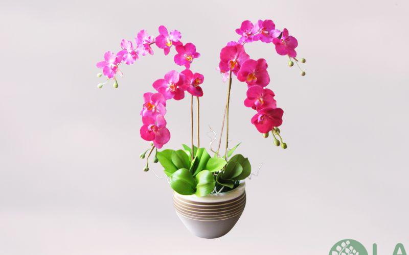 cây cảnh để nhà vệ sinh