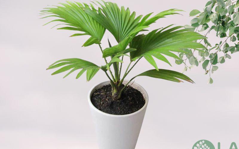 cây cảnh để nhà vệ sinh