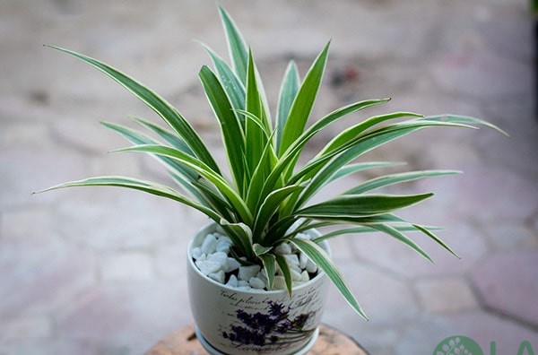 cây cảnh treo tường ngoài trời cây cảnh treo tường ngoài trời