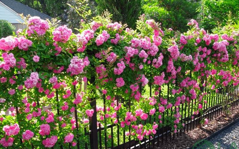 sân vườn nhỏ bên hông nhà