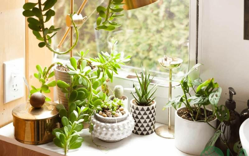 sân vườn nhỏ bên hông nhà