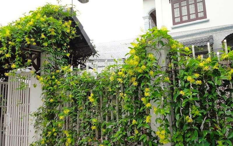 sân vườn nhỏ bên hông nhà