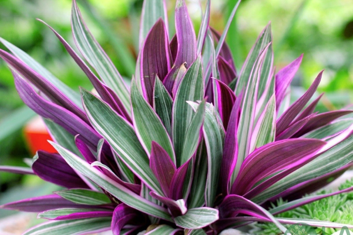 cây trồng viền bồn hoa