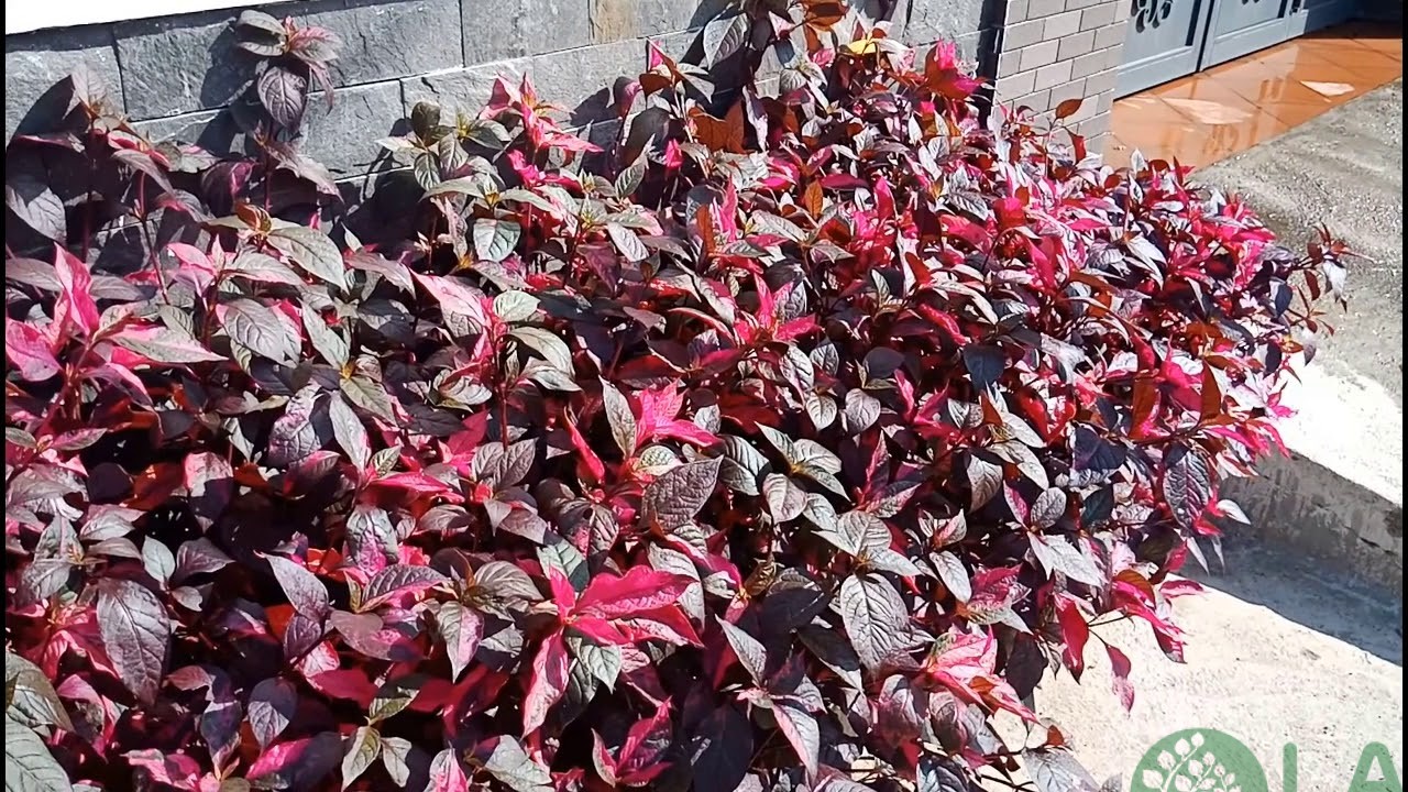 cây trồng viền bồn hoa