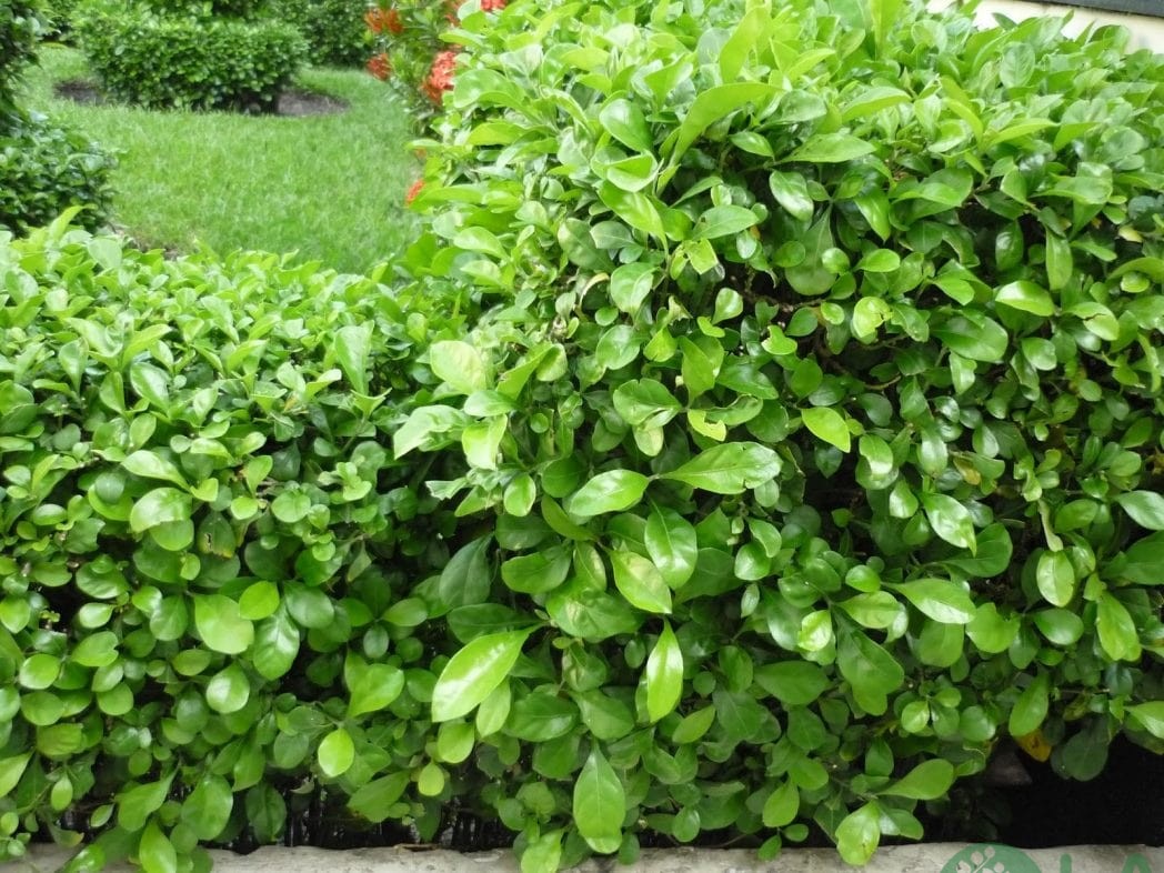 cây trồng viền bồn hoa