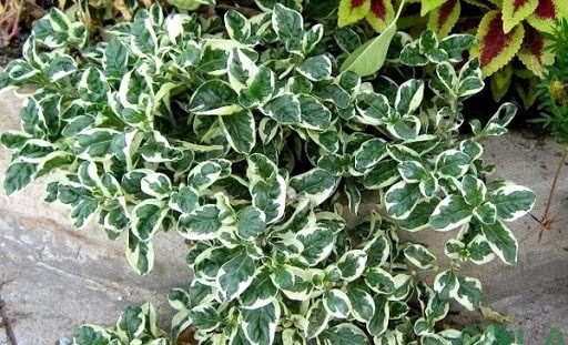 cây trồng viền bồn hoa