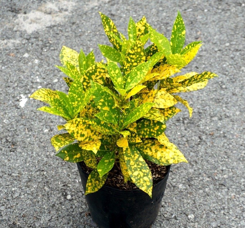 cây trồng viền bồn hoa